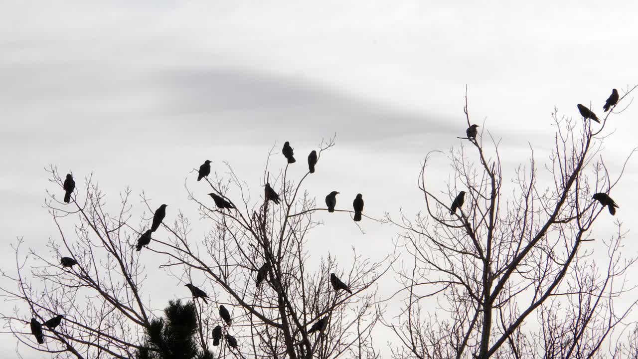 나무 위의 까마귀 떼가 날아간다