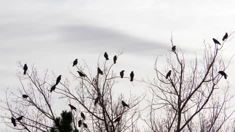 Mord-An-Krähen-Auf-Einem-Baum-Fliegt-Davon