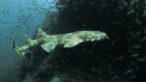 vista única de los buceadores siguiendo a un tiburón mientras nada a través de bancos de peces