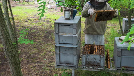 Apicultor-Examinando-Las-Abejas,-Time-lapse