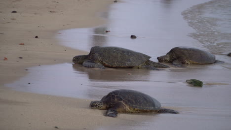 Eine-Gruppe-Hawaiianischer-Grüner-Meeresschildkröten-Oder-Honu,-Die-Sich-In-Der-Abenddämmerung-An-Einem-Strand-Sonnen-Und-Nisten,-Wenn-Die-Wellen-Ans-Ufer-Kommen