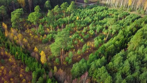 Autumn-in-a-forest,-aerial-top-view,-mixed-forest,-green-conifers,-birch-trees-with-yellow-leaves,-fall-colors-countryside-woodland,-nordic-forest-landscape,-wide-establishing-shot-moving-forward