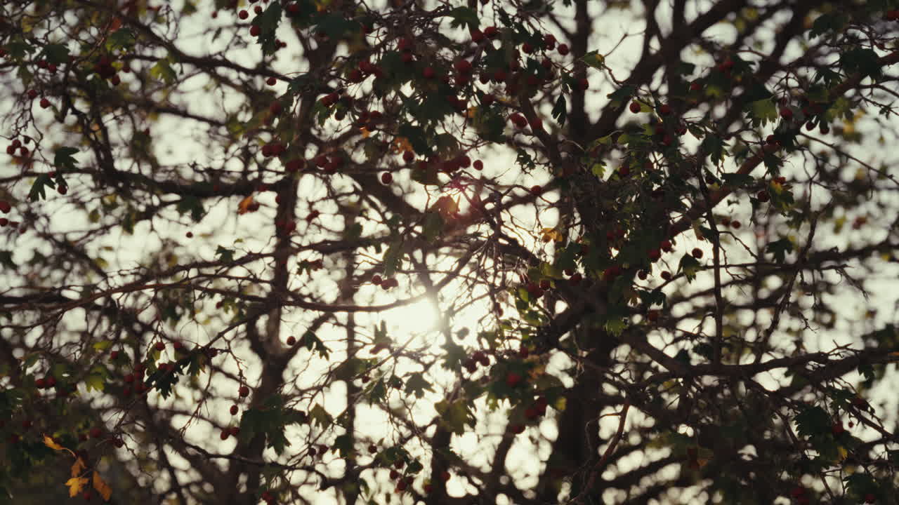 Hawthorn Tree Branches with Berries and Sunlight