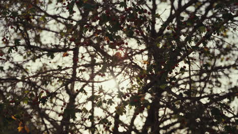 hawthorn tree branches with berries and sunlight
