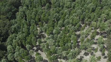 Una-Visión-General-Fluida-De-La-Madera-Que-Se-Va-A-Cortar