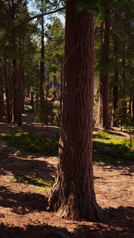 a close-up view of a tall pine tree trunk in a forest