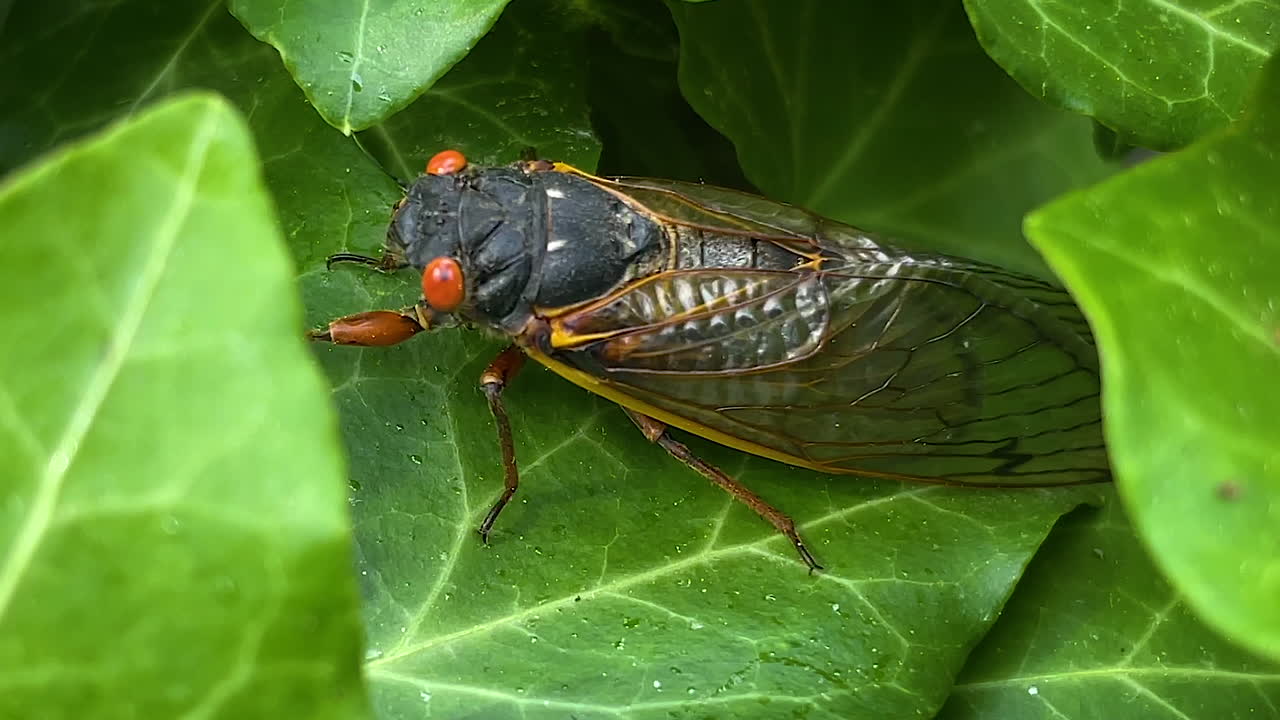 Cicada crawling on ivy leaves in Princeton