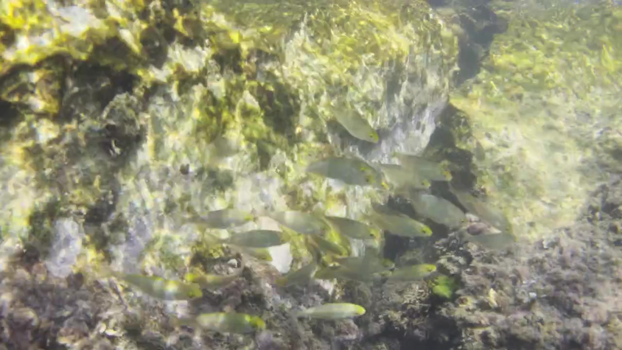 Small yellow tailed fish forming a school, swimming underwater near the Mediterranean rocky seabed covered in algae and marine growth