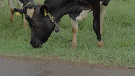 dairy cows with collars and ear tags grazing in the pasture