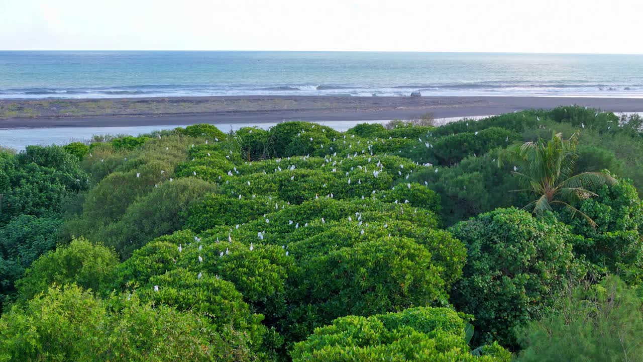 Indonesia sea coastline with green trees and white birds on top, aerial view