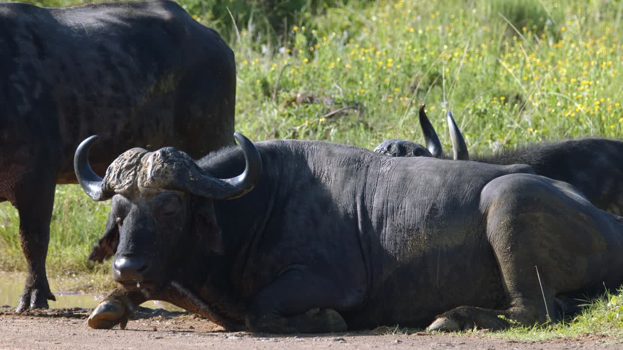 먼지가 많은 도로에 누워 카메라를 바라보는 아프리카 케이프 버팔로의 슬로우 모션