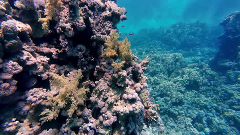 slowmotion view of beautiful fishes swimming around in the blue ocean towards the coral