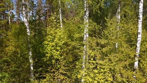 birch trees close up in a green forest shot from a drone