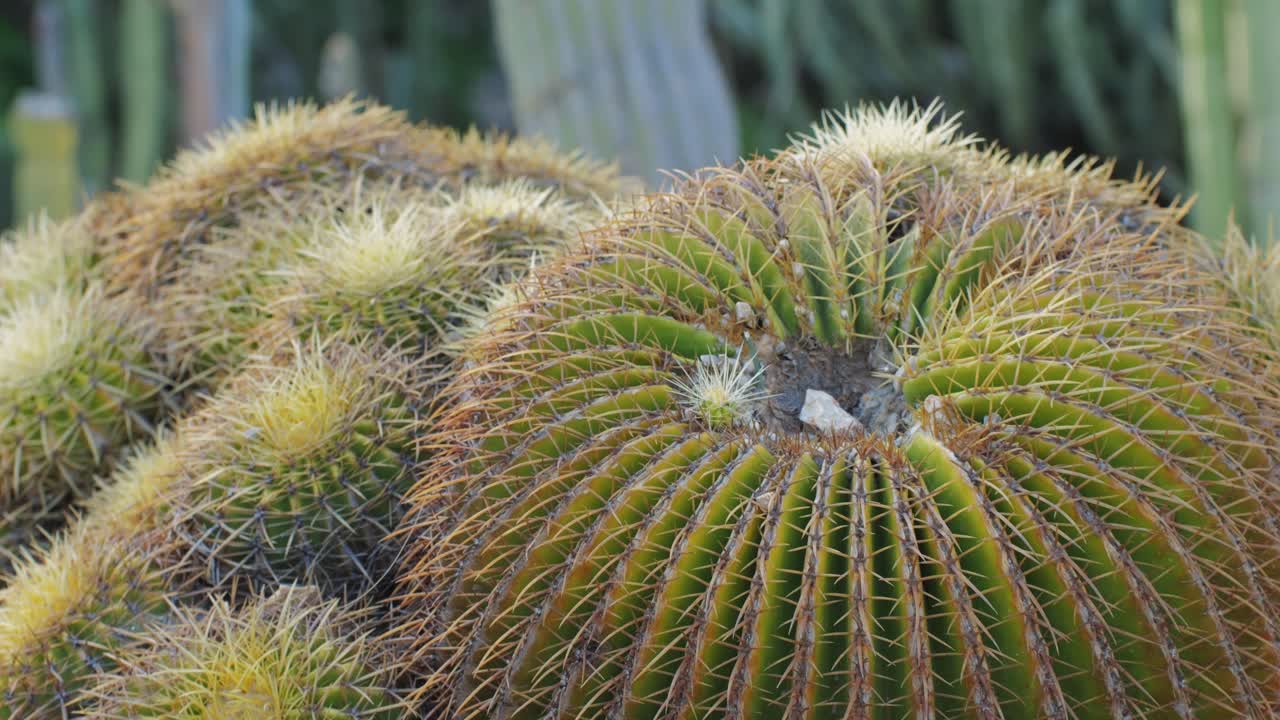 Close up green cactus with yellow spines within a desert environment, city park in Barcelona, Montjuic. African background