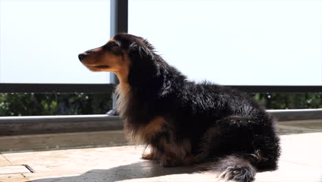 wet sausage dog drying outside in the sunlight on balcony