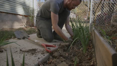 low to the ground footage of a man digging up irises next to a sidewalk