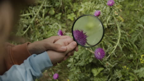 child examining a thistle with a magnifying glass