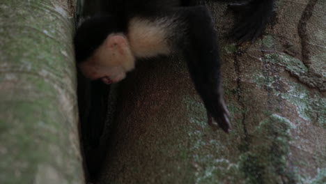 Panamaischer-Weißgesichtiger-Kapuzineraffe,-Der-Baum-Nach-Etwas-Sucht,-Costa-Rica