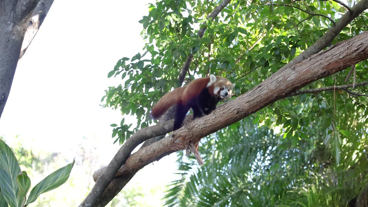 el panda rojo navegando en las ramas del zoológico de australia