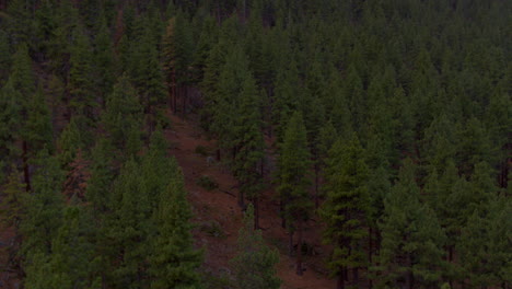 Slow-pull-away-from-Douglas-Fir-trees-on-the-side-of-a-mountain-in-Nevada-on-a-moody-evening