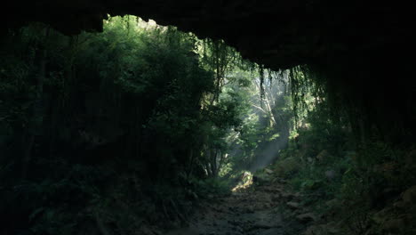 sunbeams shining through a lush, green forest cave