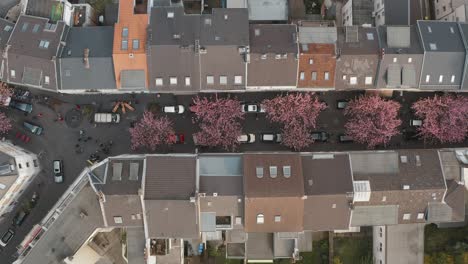 무인 항공기 - der heerstraße breitestraße bonn 관광 25p의 도시에서 벚꽃의 공중 탑 샷 bonn kirschbluete