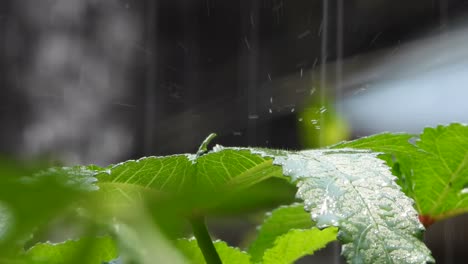 Gotas-De-Agua-Y-Hojas-Vegetales-De-Mariquita-