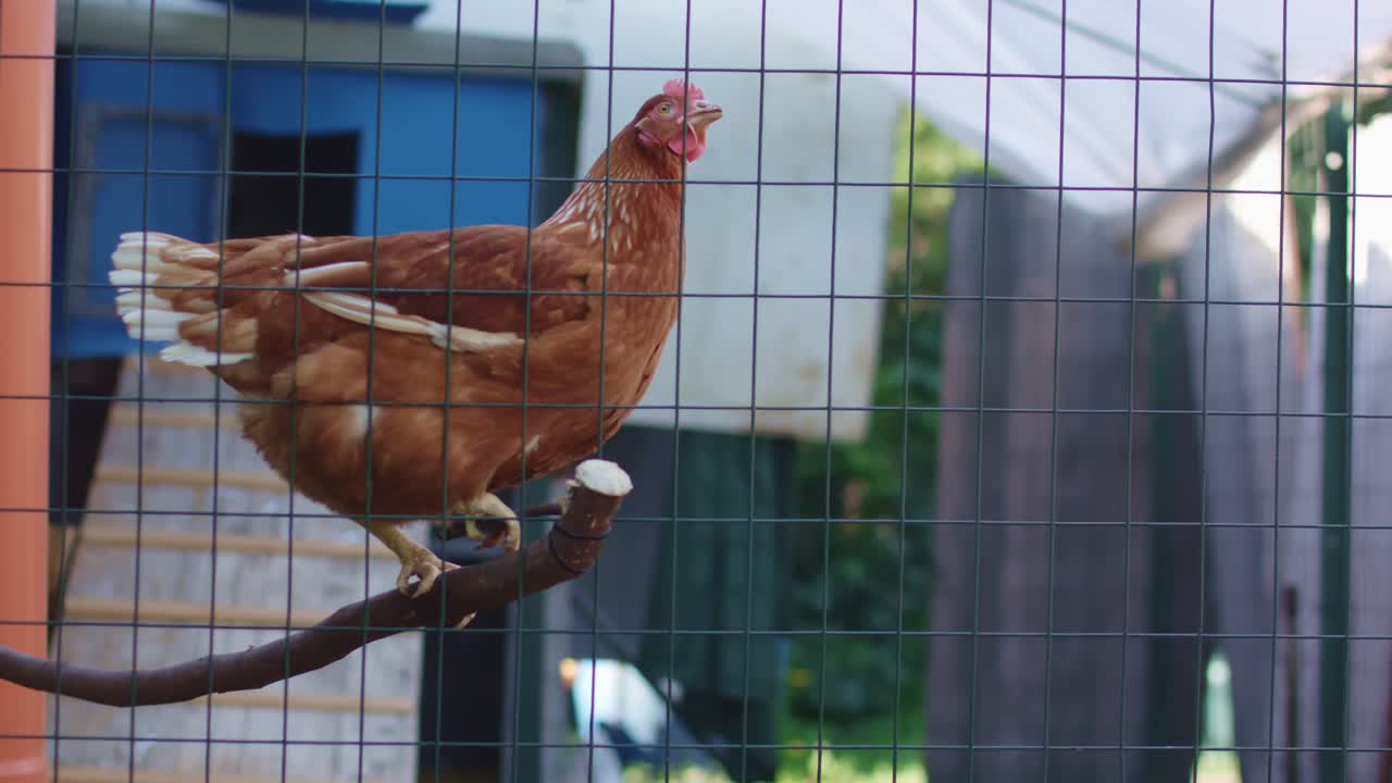 gallina en gallinero