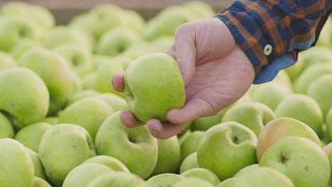 hand holding a green apple amongst a pile of green apples