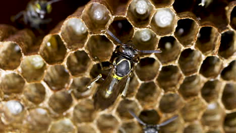 close up of a fixed wasp in a wasps' nest of polybia paulista with larves