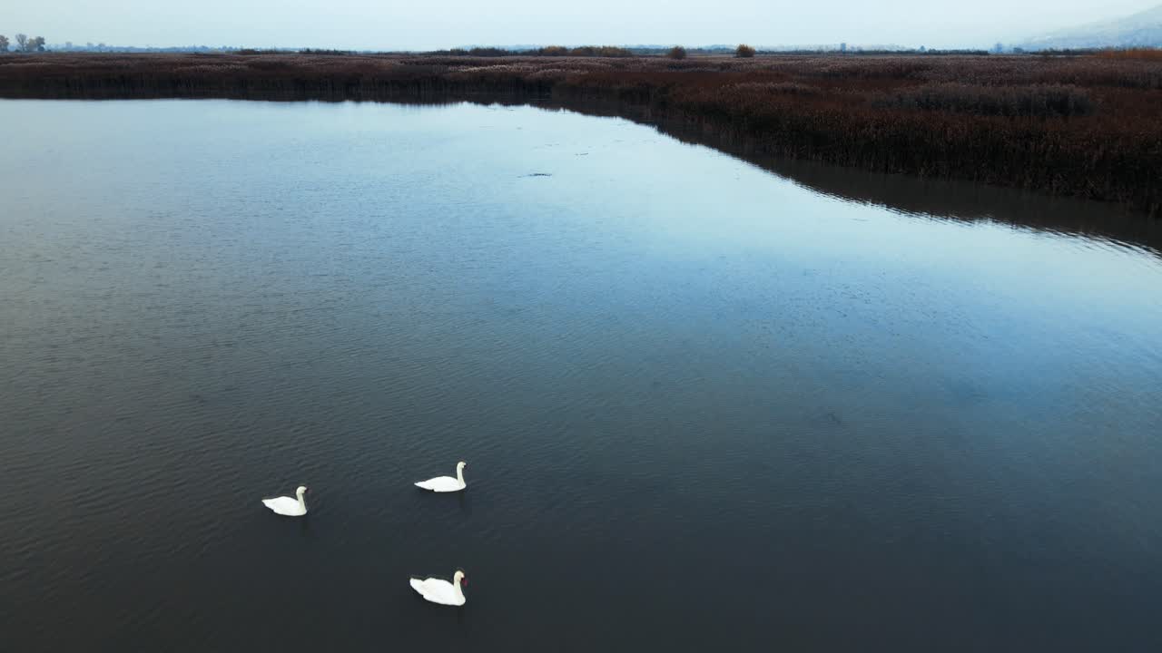 volando sobre una bandada de cisnes en un pantano con juncos y arbustos de totora en una mañana fría