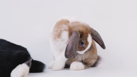 Studio-Shot-Of-Two-Miniature-Flop-Eared-Rabbits-Cleaning-Themselves-Against-White-Background