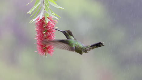 magnificent hummingbird  hoovering around while raining heavily