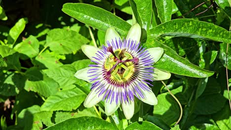 close-up of a wasp slipping under the pistil of a vibrant purple and white passionflower to drink nectar, with sharp details of the insect and petals