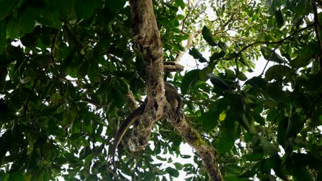 Adult-monitor-lizard-on-a-tree-branch-moving-and-make-half-turn