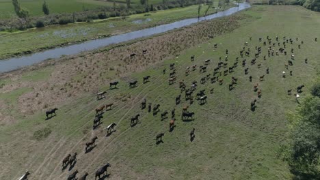 cows grazing on pasture, landscape rural scene beautiful sunny day