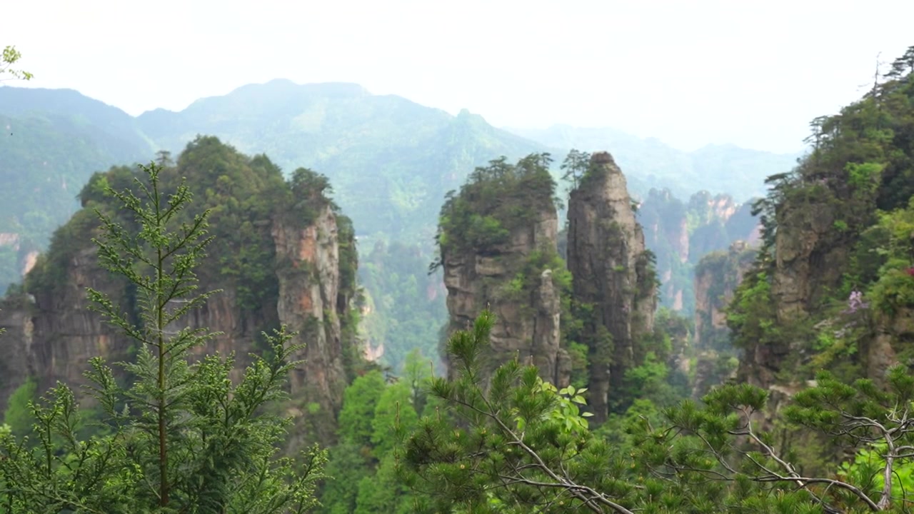 Splendido paesaggio di pilastri di quarzo arenaria nel Parco Forestale Nazionale di Zhangjiajie, Hunan, Cina.