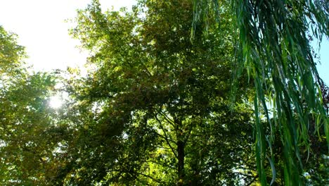 Leaves-swaying-wind