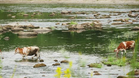 cows drinking in the water, river 4k