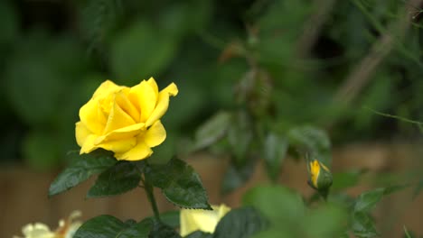 Rosa-Amarilla-En-Un-Jardín-Verde-Con-Un-Fondo-Poco-Profundo