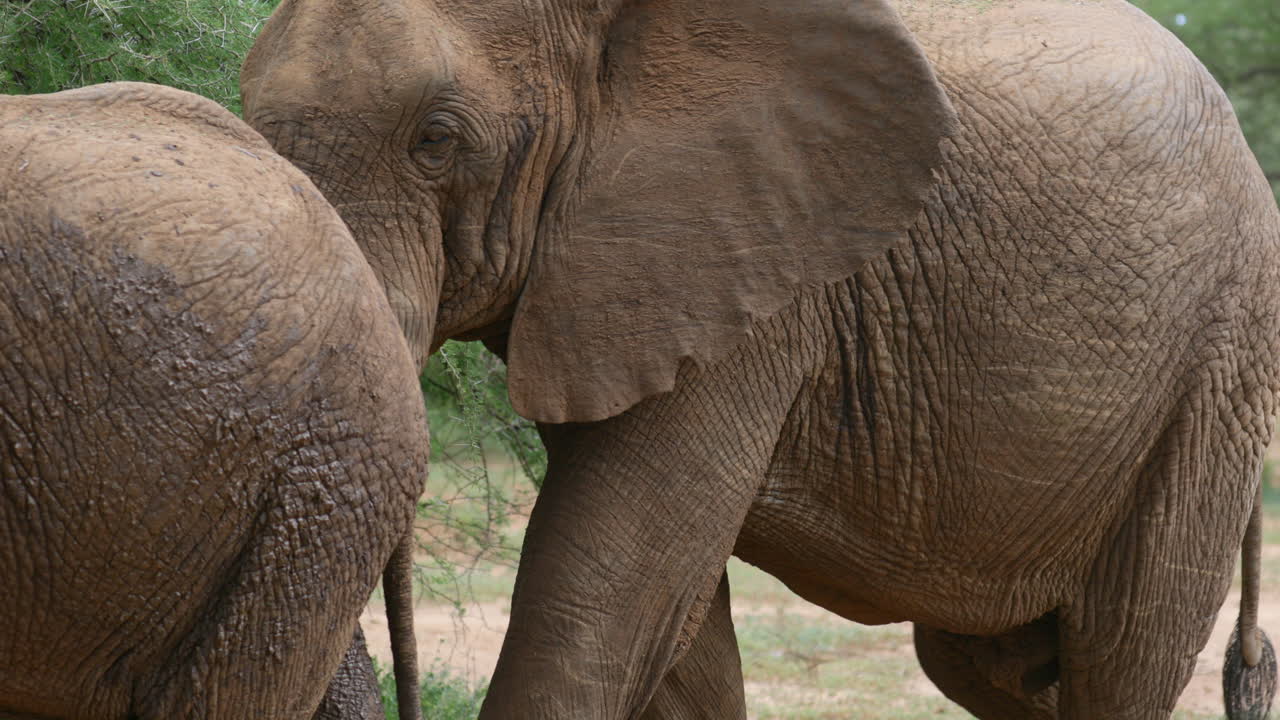 manada de elefantes africanos fangosos pasa junto a la cámara
