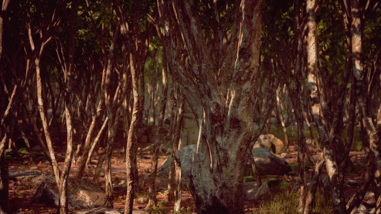 어고 무서운 숲