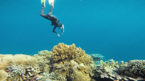 una vista estática bajo el agua muestra a un buzo libre descendiendo hacia un rico arrecife de coral, lleno de varios corales y luego emergiendo a la superficie.