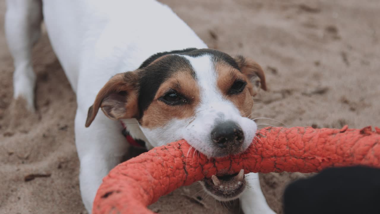 perro jugando con un juguete en la playa