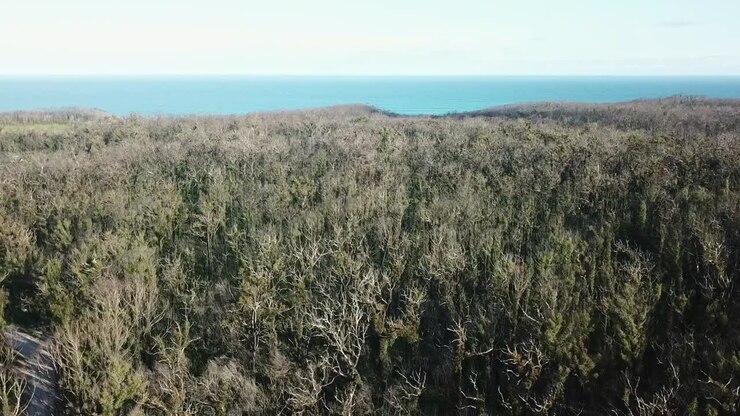 Vista aerea su una foresta costiera ed eucaliptica in ripristino un anno dopo che un incendio boschivo ha colpito la regione