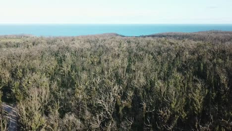 Aerial-view-over-recovering-coastal-and-eucalypt-forest-one-year-after-wildfire-affected-the-region
