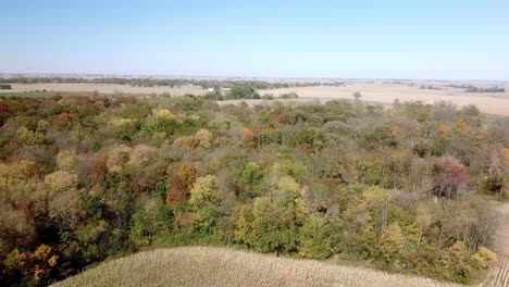 Rotating-aerial-drone-view-of-ripe-corn-fields-and-timber-in-autumn-in-the-Midwest,-USA