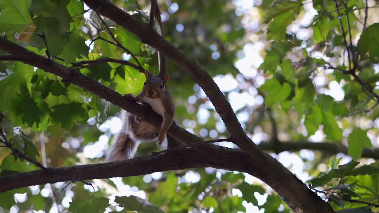 A low angle shot of a cute squirrel eating a nut while hanging from a tree branch on a sunny day, in London