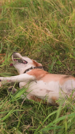 vista parcial de una persona con zapatillas de lona jugando con un perro en un campo de hierba, el perro yace en el suelo, apareciendo emocionado con la lengua fuera, mirando a la persona mientras la acarician afectuosamente