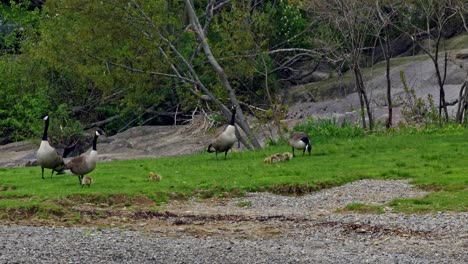 Gänse-Mit-Ihren-Babys-In-Camden,-Maine